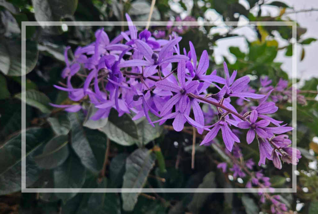 Purple flowers blooming streetside in Escazú, San José, Costa Rica